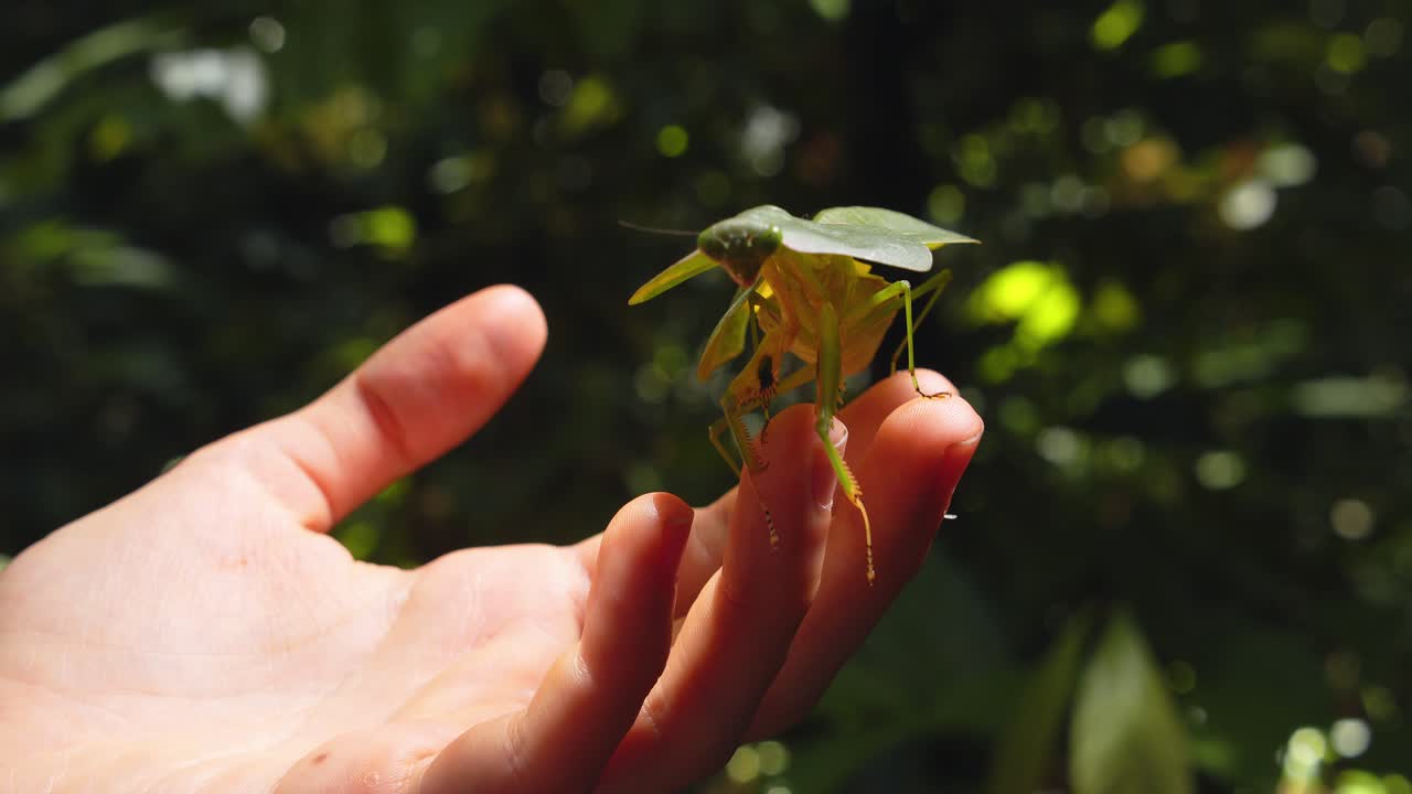 Cobra mantis sits on human fingers in Peru’s rainforest, offering scale and detail in closeup view.