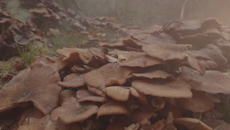 dolly out of group of honey fungus mushroom in a misty morning