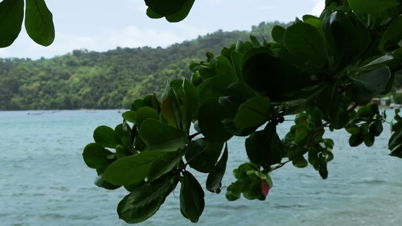 beautiful pushing motion through tree leaves on the ocean beach in Tobago.