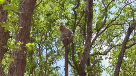 closeup of a bonnet macaque is sitting on metal poles in india