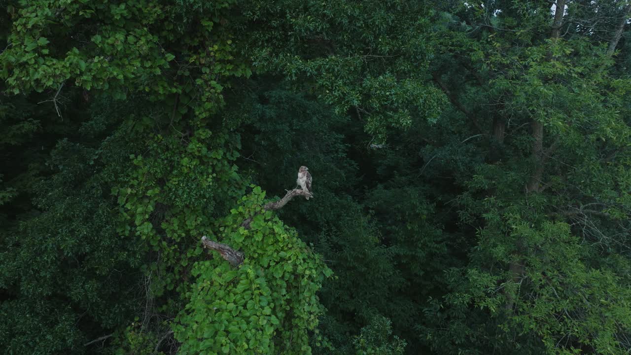 Aerial View Of A Juvenile Red-tailed Hawk Perched On A Tree In The North Woods, Region Of Wisconsin, USA