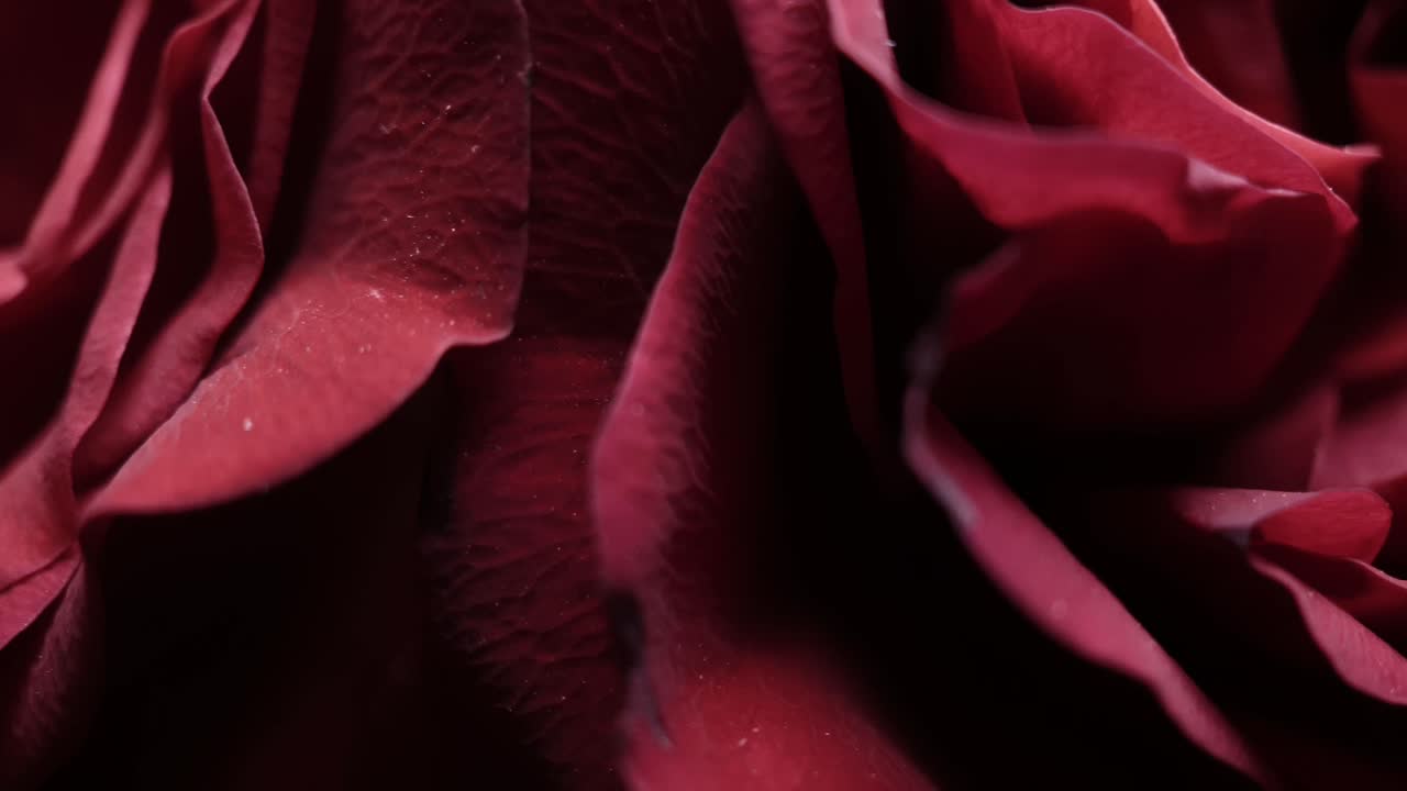 rosas, flores para tus seres queridos