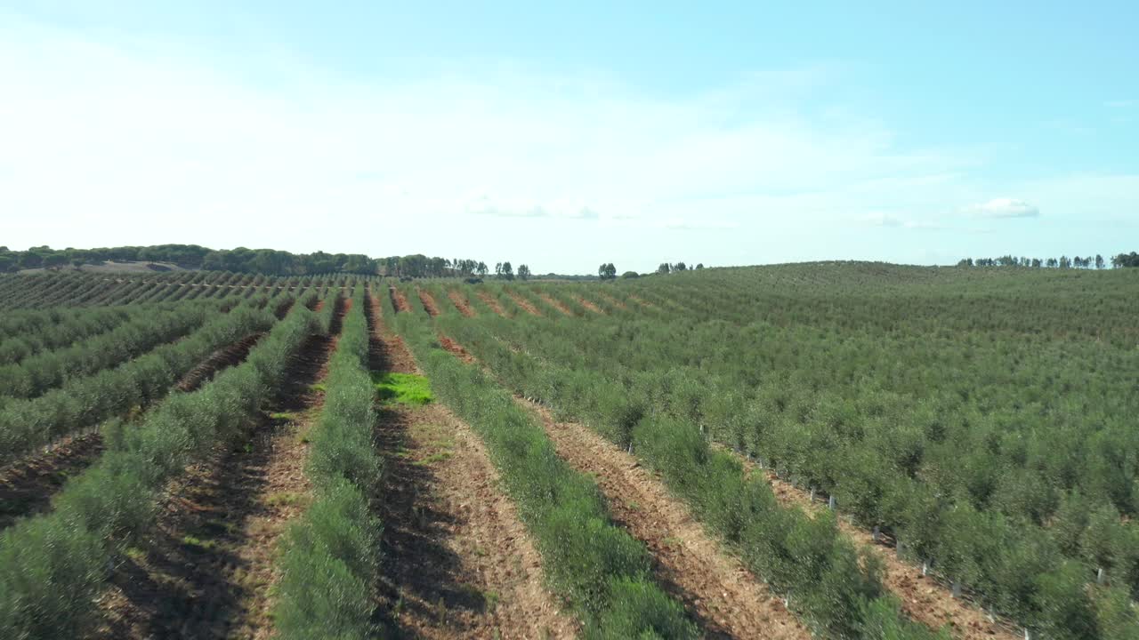 sobrevolando gran plantación de olivos con riego temporal y tecnificado