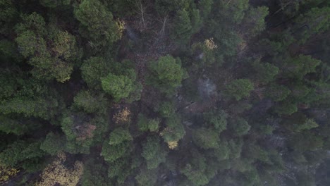 Tiro-De-Arriba-Hacia-Abajo-Del-Bosque-De-Pinos