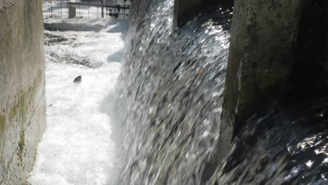 Fische-Springen-Aus-Schäumendem-Wasser-Künstliche-Stromschnellen-In-Der-Fischfarm,-Superzeitlupe