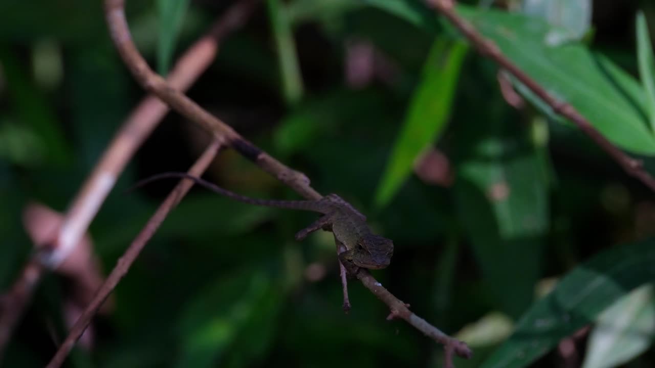 visto en lo profundo de la oscuridad del bosque esperando seriamente a su presa luego mueve su cabeza pegada a la ramita para parecer parte de ella, lagarto de jardín oriental, calotes versicolor, tailandia