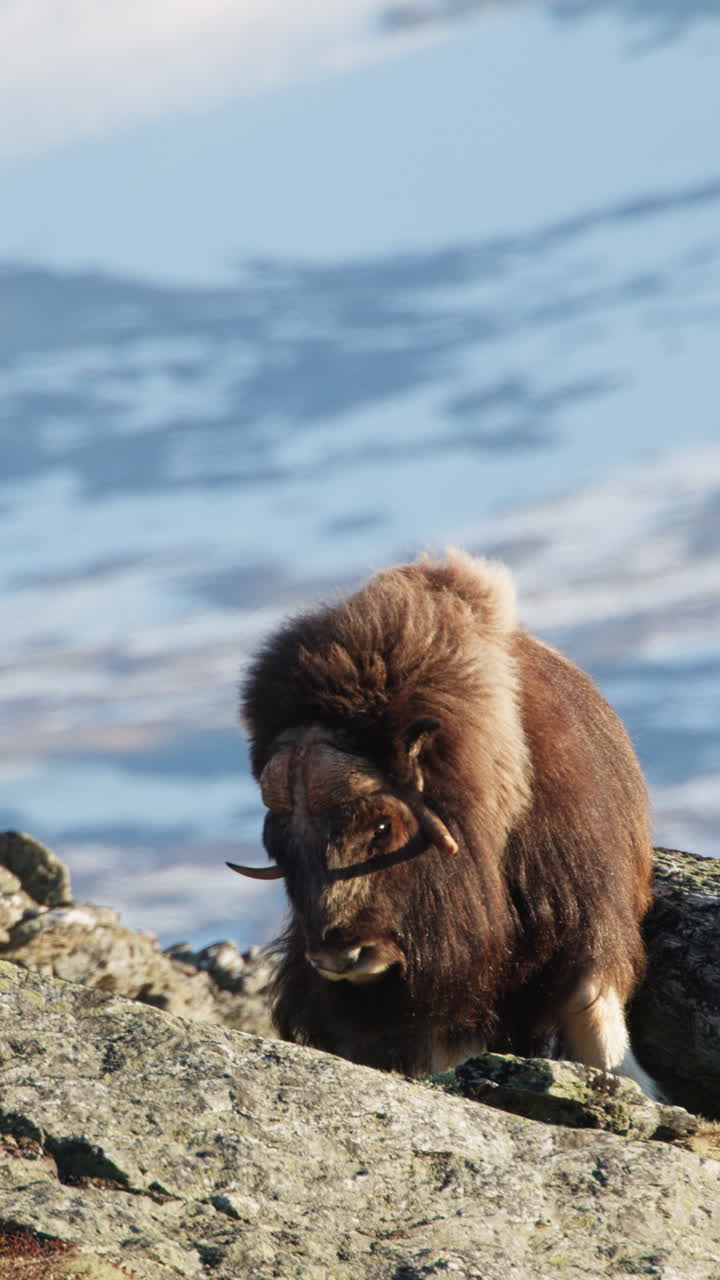 Vertical video of large musk oxen bull shake fur in Dovrefjell sunset