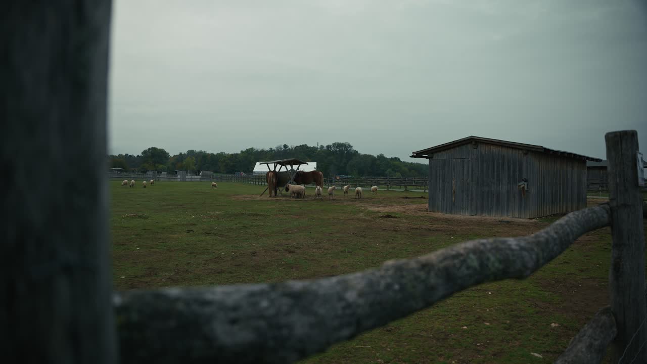 Horses and sheep grazing near a wooden barn on a rural farm at Schloss Hof