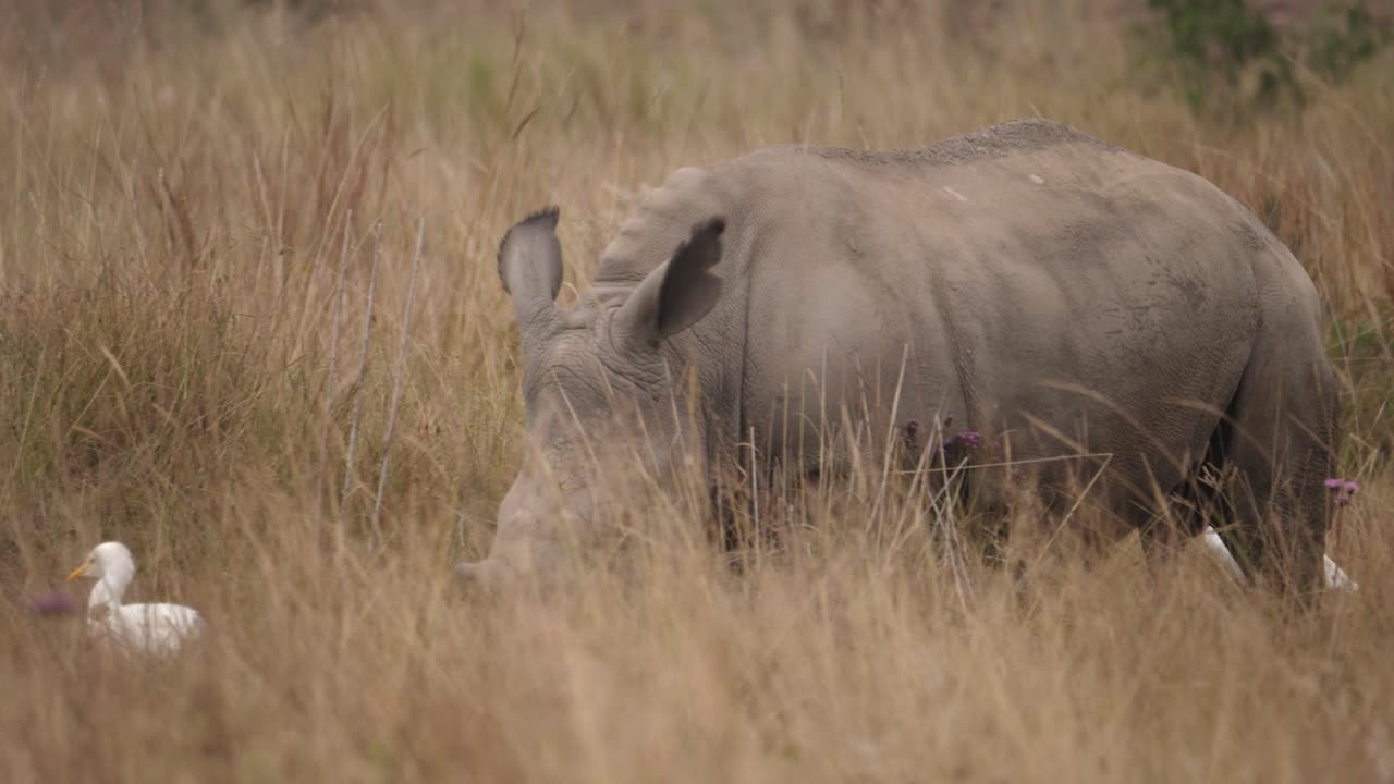 뿔이 있는 아기 코뿔소가 숲에서 풀을 먹고 흰색 에르게트, 추적 샷