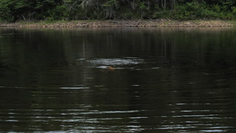 kid diving and swimming underwater in middle of forest lake
