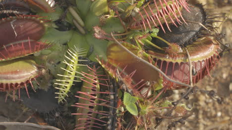 las hormigas caminan sobre una planta carnívora