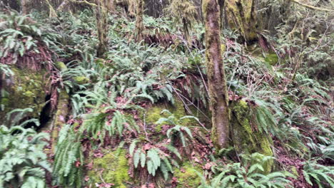 helechos y árboles cubiertos de musgo, bosque de oregon