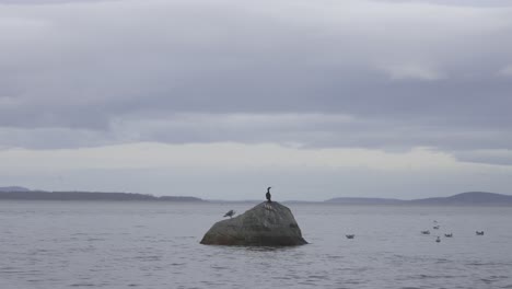 a bird sitting on top of a boulder at an ocean shoreline on a cloudy winter day