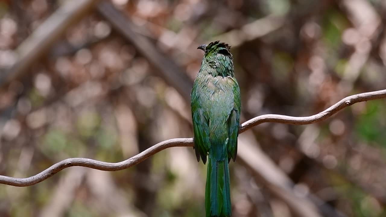 el abejaruco de barba azul se encuentra en la península de malaya, incluida tailandia, en claros de bosques particulares