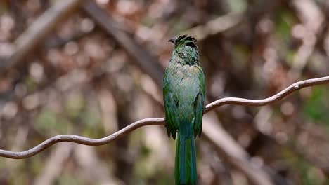 El-Abejaruco-De-Barba-Azul-Se-Encuentra-En-La-Península-De-Malaya,-Incluida-Tailandia,-En-Claros-De-Bosques-Particulares