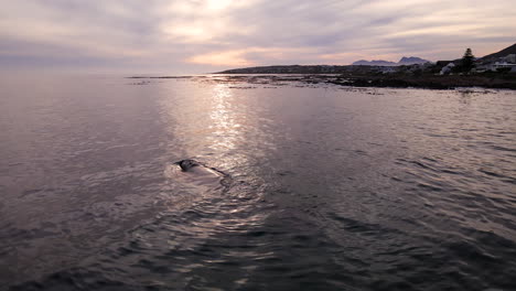 Big-Right-whale-at-surface-in-Hermanus,-golden-sunset-reflected-off-water,-drone