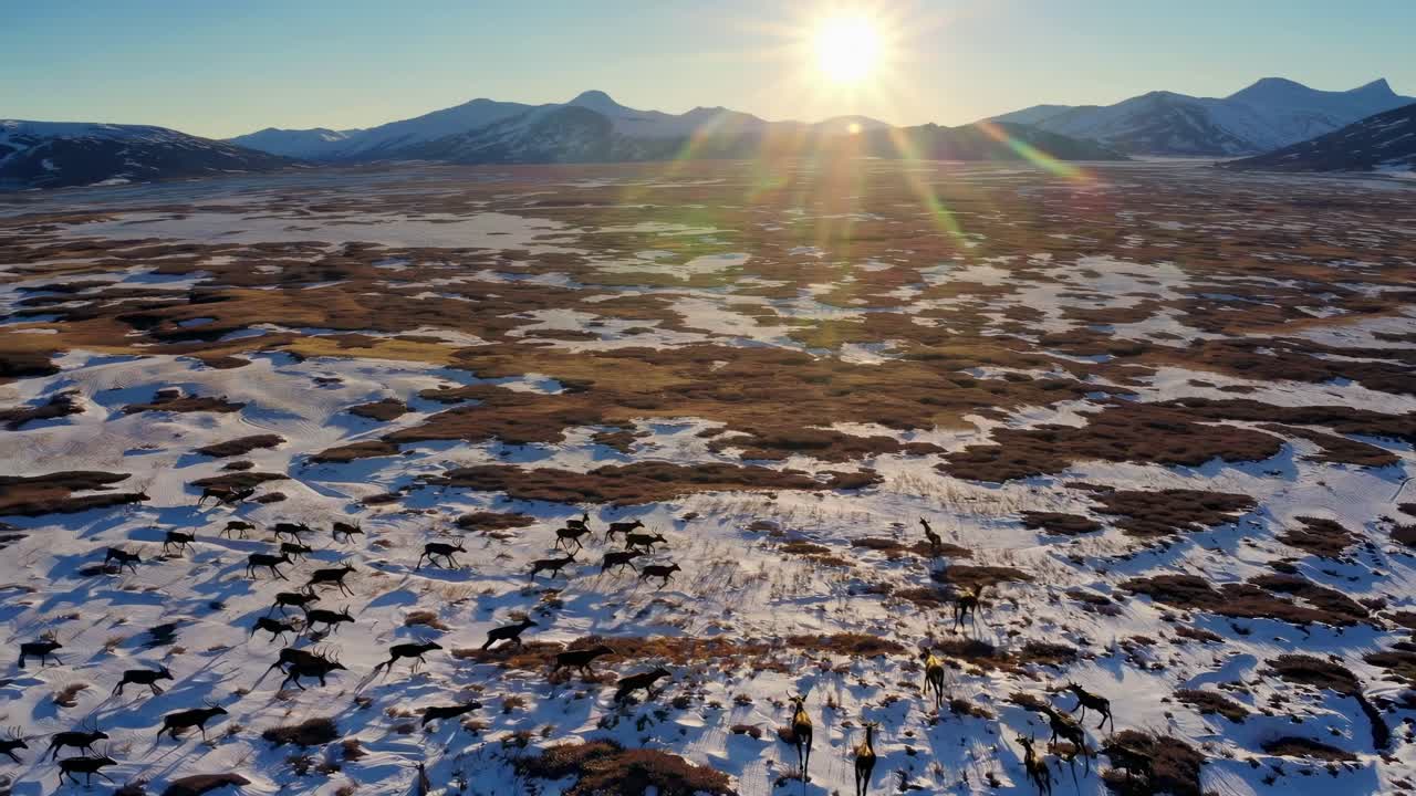 Um vídeo aéreo captura uma manada de animais se movendo por uma paisagem nevada ao nascer do sol, com montanhas