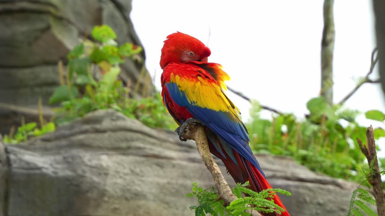 el exótico guacamayo escarlata, ara guacamayo, encaramado en la parte superior, arreglando y arreglando sus plumas, especies de aves exóticas sufrieron la extinción local debido a la captura para el comercio ilegal de loros, toma de primer plano