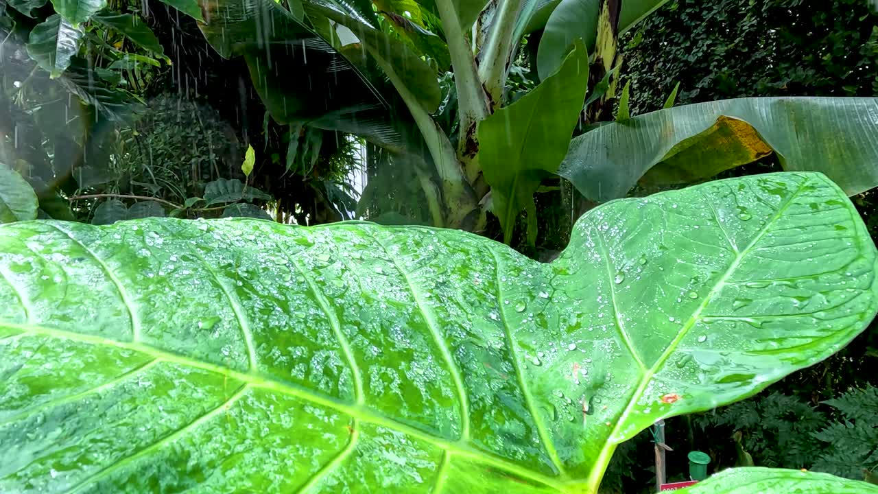 Large elephant ear leaf catches raindrops in a lush tropical forest. Bright natural lighting highlights vivid green foliage. Camera remains steady throughout