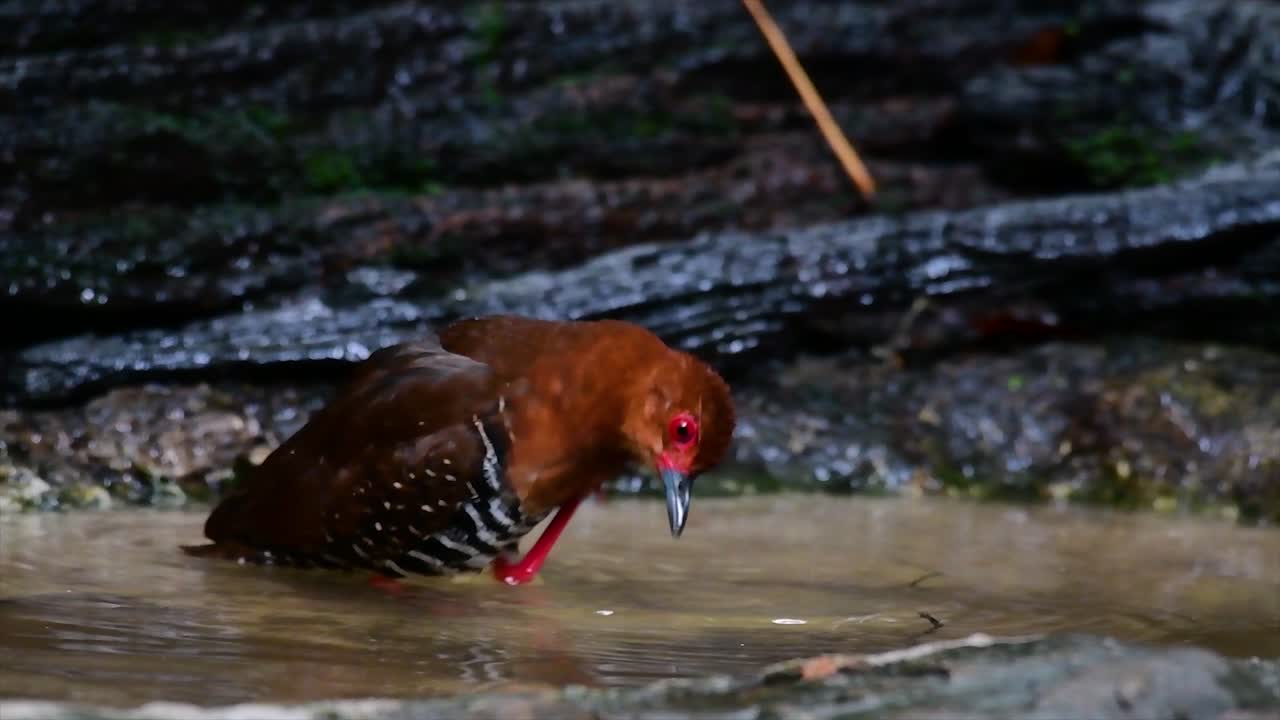 Un uccello acquatico schivo che si trova in Thailandia, a cui piace stare nel sottobosco, specialmente nell'erba fitta, così quando minacciato può nascondersi subito