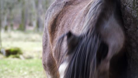 Close-up-shot-of-a-brown-shire-horse-scratching-its-hair-and-mane-on-a-nearby-tree