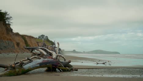 Slow-handheld-shot-of-a-tree-trunk-washed-up-by-the-beach-in-New-Zealand