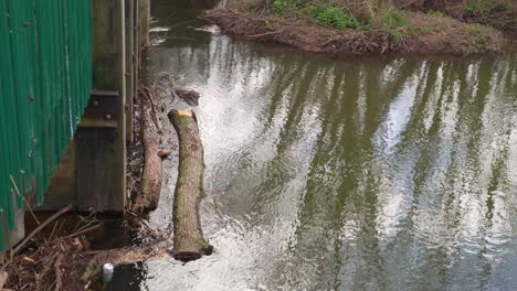 4K-log-that-have-been-cough-in-the-dam-doors-in-the-river-tone-in-Taunton-somerset