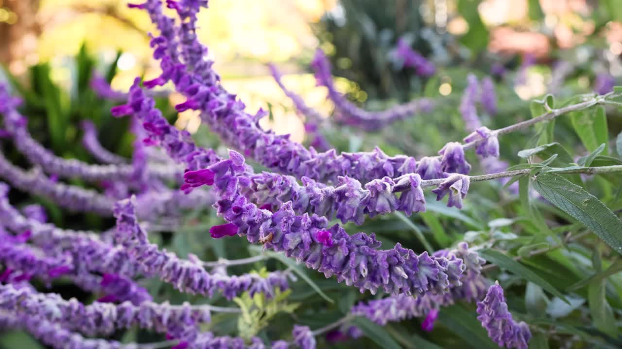 primer plano de una flor púrpura balanceándose en la brisa