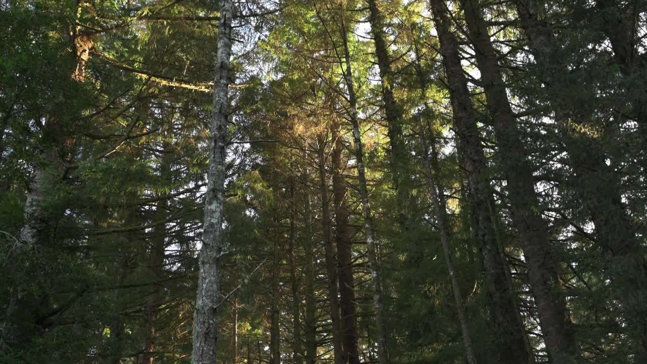 Bosco di abeti illuminato dalla luce solare all'alba in Oregon