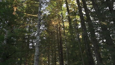 spruce woodland lit by sunlight during sunrise in oregon