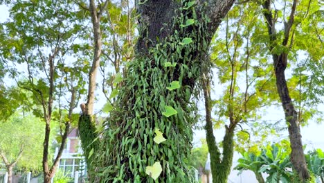 árbol cubierto de vides en un campo de golf