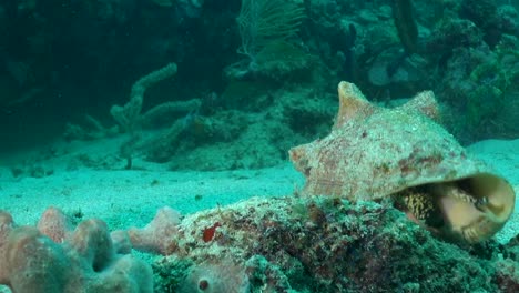 Große-Conch-Schnecke-Macht-Eine-Bewegung