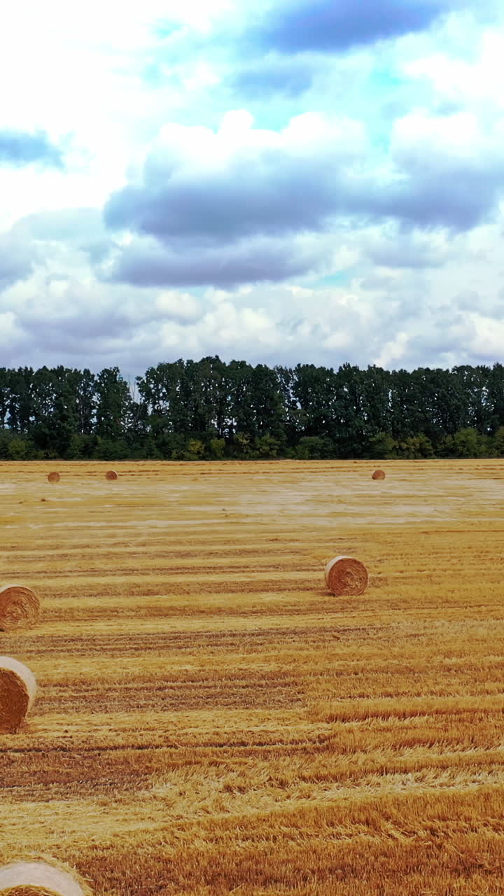 Drone view on the agricultural field background outdoors. Yellow field with a lot of pressed bales scattered on the green trees background under cloudy sky. Vertical video