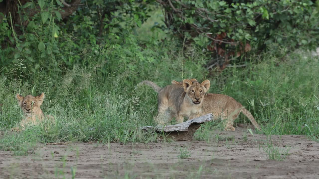 Cute playful lion cubs tackle each other, Mashatu Game Reserve. Wide shot.