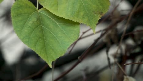 close up of a few leaves on a tree