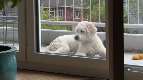 dog pet waiting outside outdoor house door glass looking inside labradoodle breed
