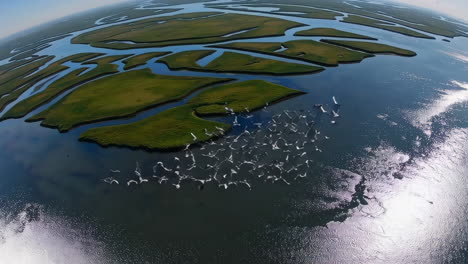 aerial view of coastal wetlands and birds