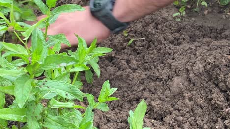 Bauer-Pflanzt---Pflückt-Frische-Grüne-Minzblätter-Auf-Dem-Boden-Mit-Den-Händen-Bei-Der-Kultivierung---Erntet-Den-Bauernhof-Mit-Einer-Landwirtschaftlichen-Gartenschaufel