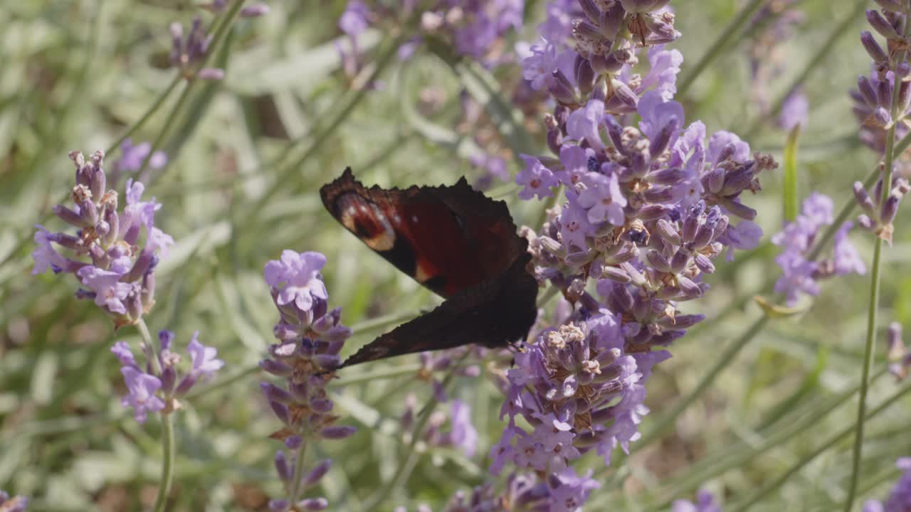 Farfalla pavone posata sulla lavanda che flette le ali