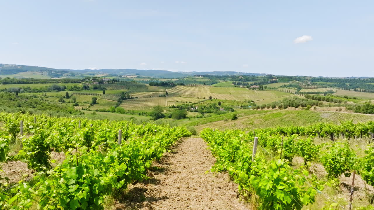Drone che vola lateralmente di fronte a piante di vite, in una giornata di inizio estate in Toscana, Italia