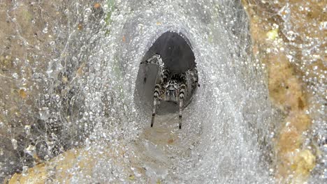 spider on cobweb in tropical rain forest