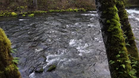 Scenic-Forward-shot-through-moss-trees-and-fast-flowing-Cedar-River-in-Washington-State