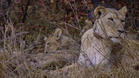 Mother-lioness-keeping-a-watch-out,-laying-down-in-grass-in-South-Africa,-hiding-from-the-rain
