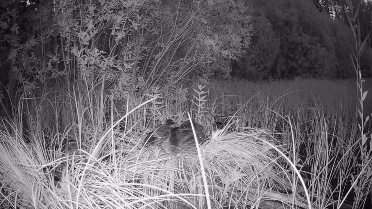 Young Wild ducks (Anas platyrhynchos) sleep together and then suddenly alerted