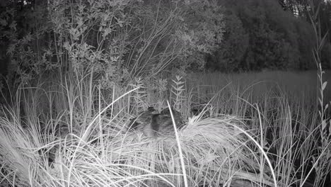 young wild ducks (anas platyrhynchos) sleep together and then suddenly alerted