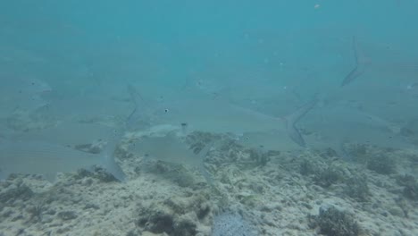 school of bonefish hunting freely in the clear blue waters