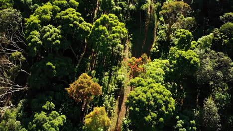 aerial view of a lush green forest