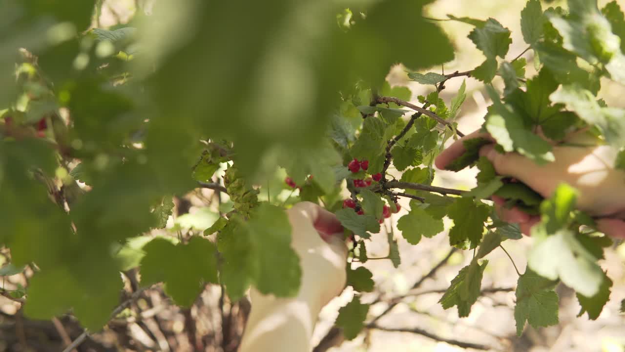 한 여자 가 덤불 에서 익은 은 수박 열매 를 모으고 있다