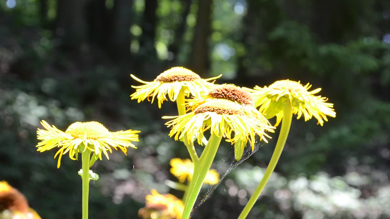 Fiori gialli nel bosco. Fiori selvatici.
