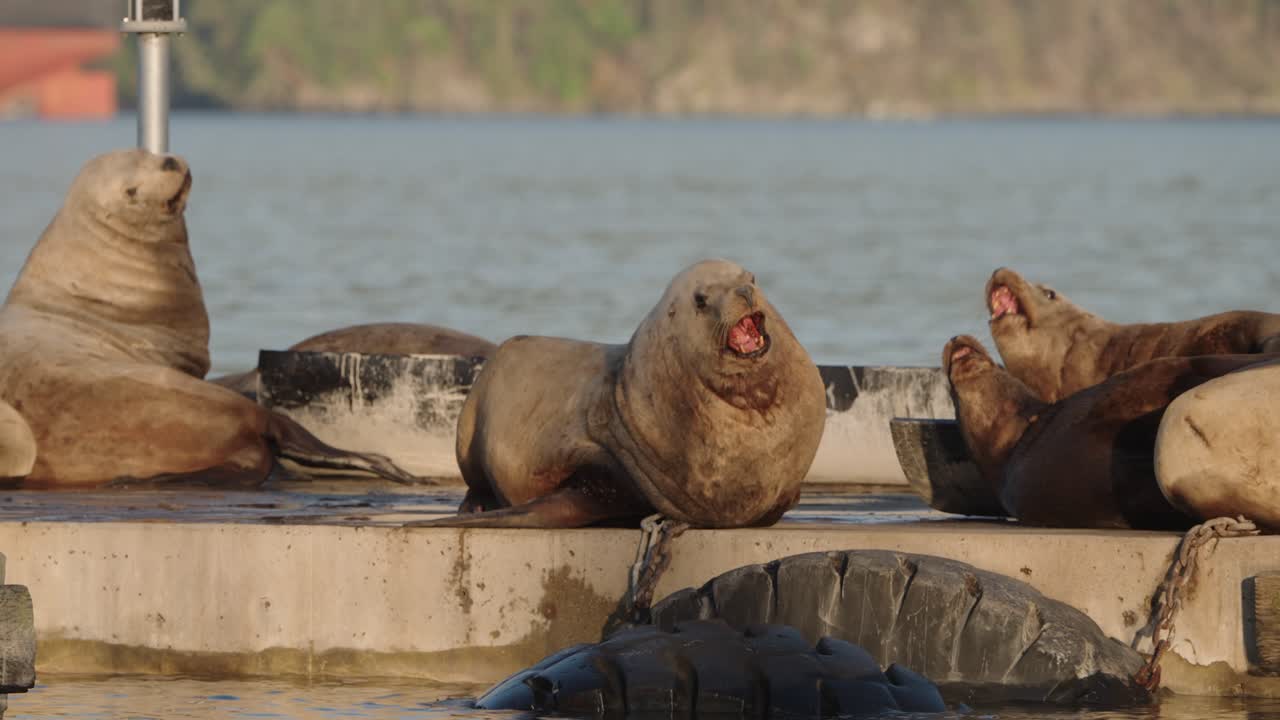 Sea lions resting on breakwater in autumn gathering by the water
